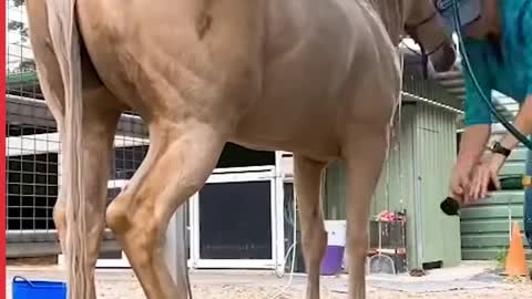 Satisfying Horse Grooming