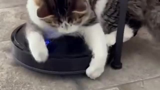 Cat training