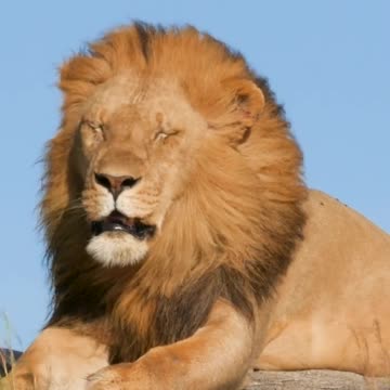 LIONS WATCHING AN APPROACHING LION