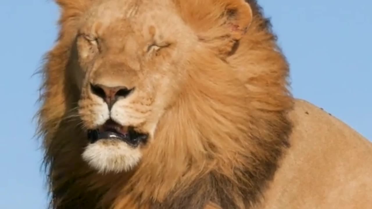 LIONS WATCHING AN APPROACHING LION