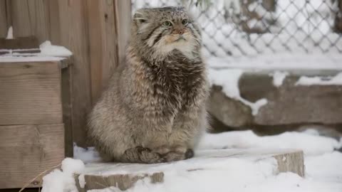 How Pallas_s cat Zelenogorsk spends winter days