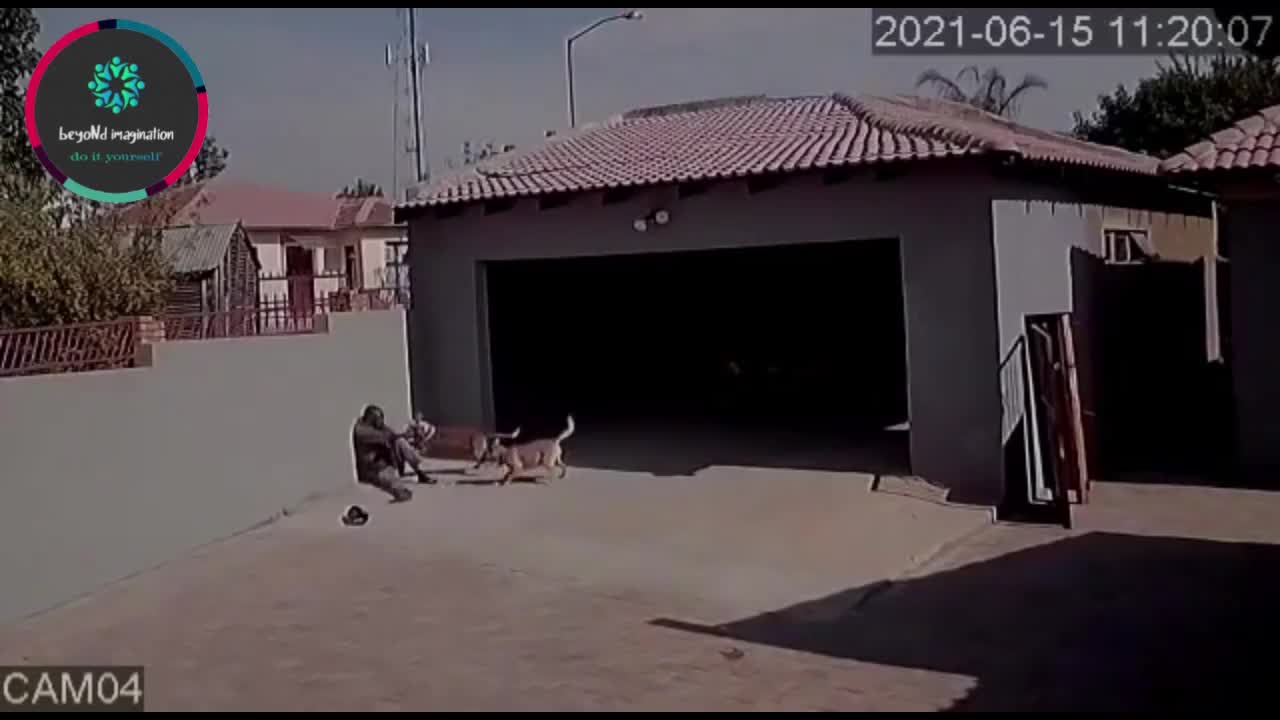 thief is surprised by a pitbull