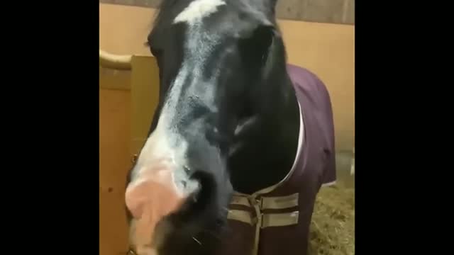 Funny and Cute Horses That Will Change Your Mood For Good