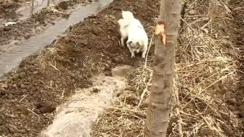 Baby dog removing the soil for water way