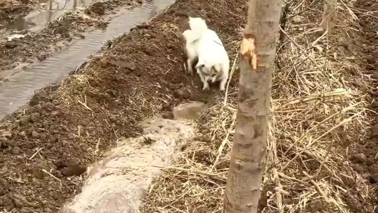 Baby dog removing the soil for water way