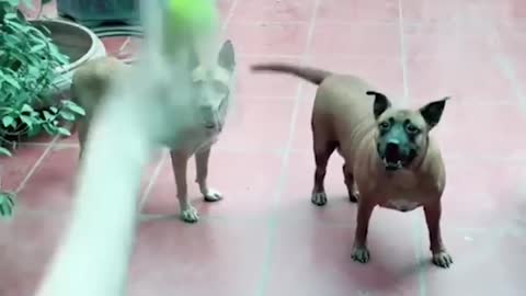 Funny Video Animal