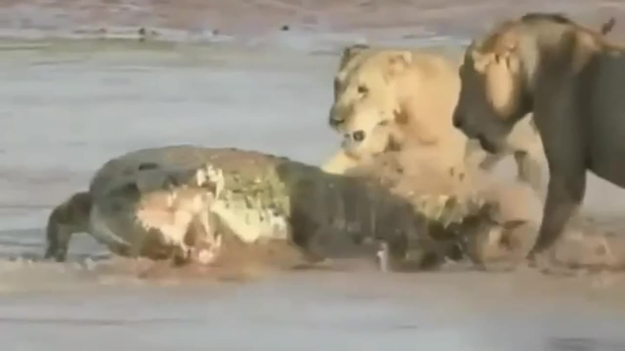 Lion and crocodile funny animals🦁🐊