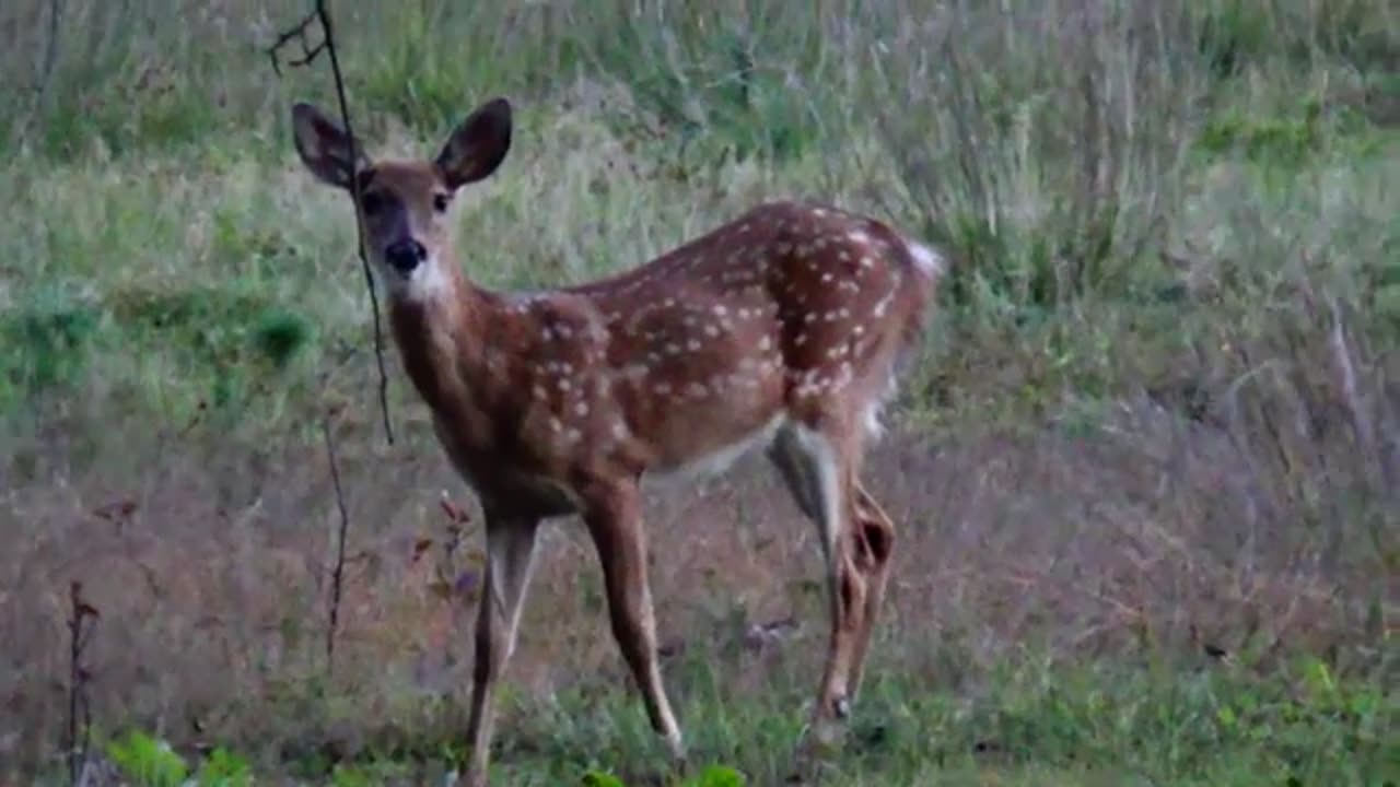 Fawn Deer