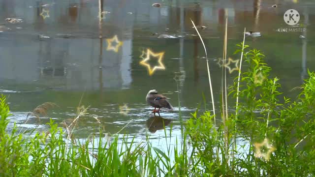 1 bird is sitting in the water.