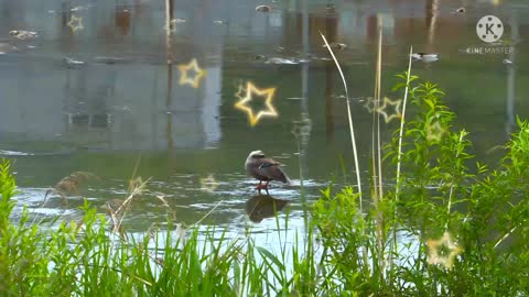 1 bird is sitting in the water.