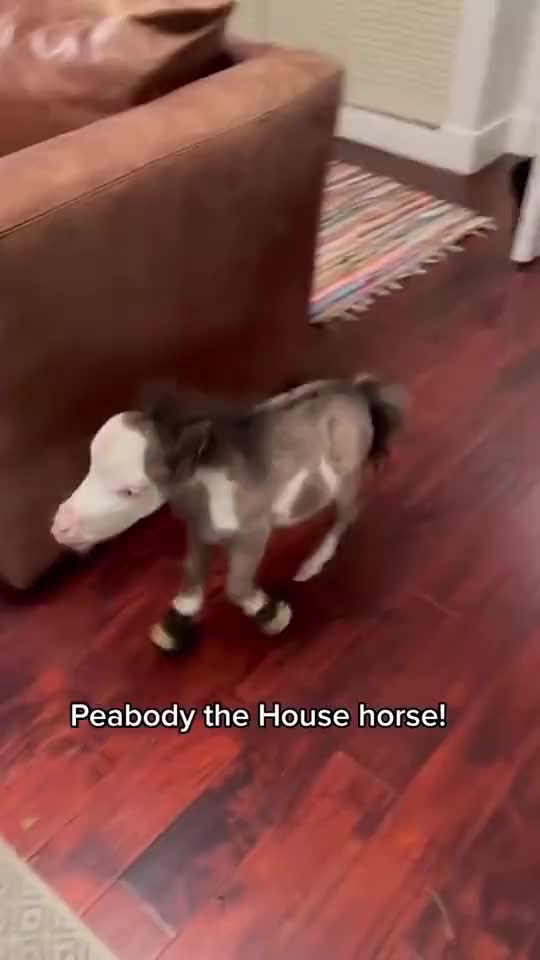 Peabody the miniature house horse