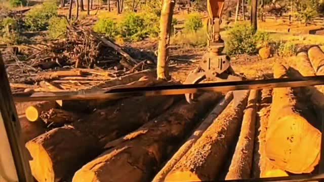 NAPA COUNTY LOGGING