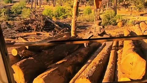 NAPA COUNTY LOGGING