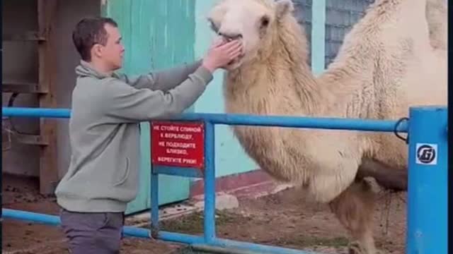 The camel spits in the face