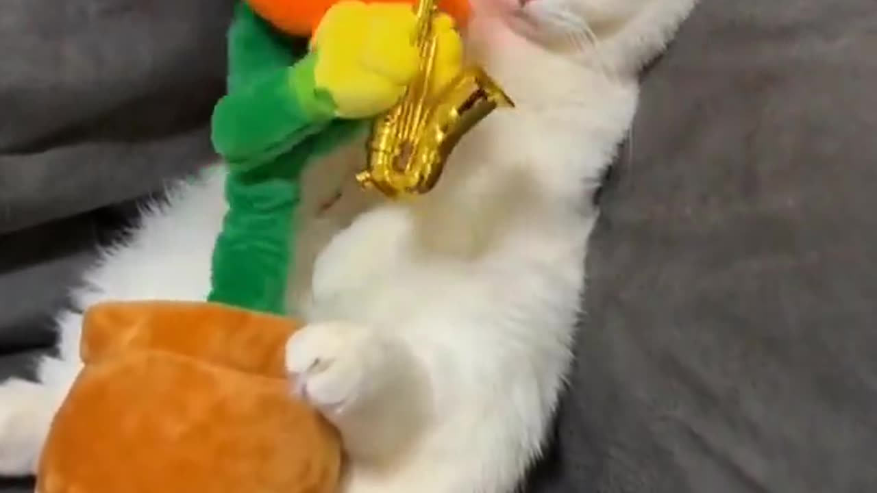 The kitten is playing