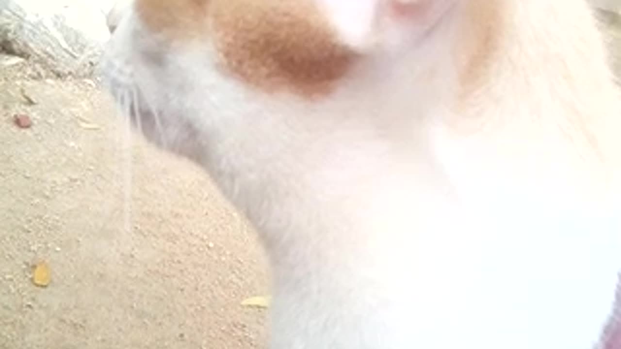 Afternoon Walking Time Of Jerry | Cat's Video |