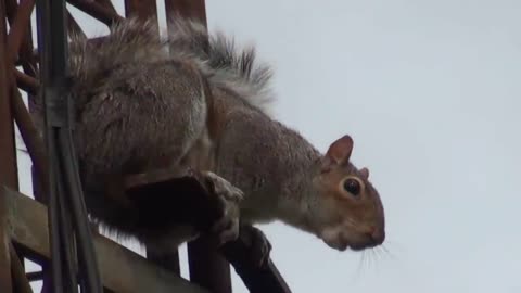 Squirrel longest jump ever