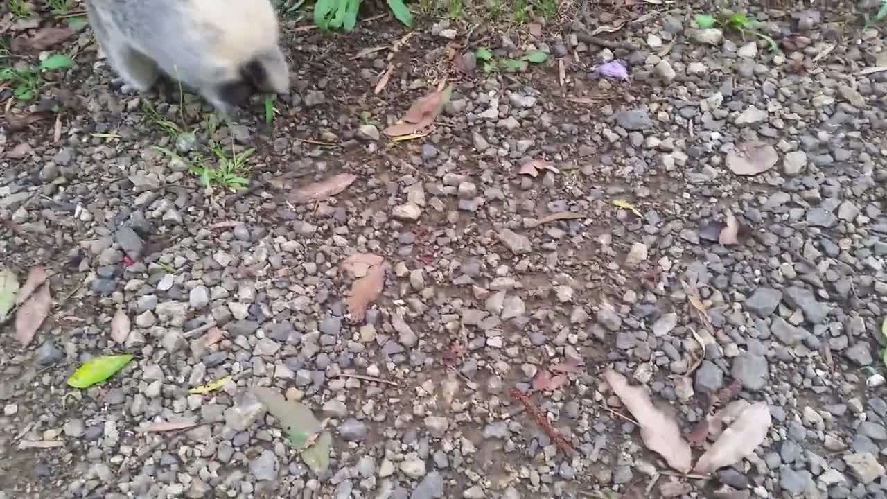 Koala baby rescue