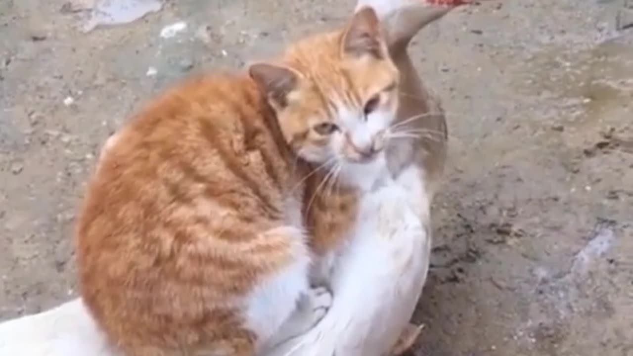 Funny cats part 4