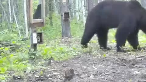 The bear saw himself in the mirror for the first time