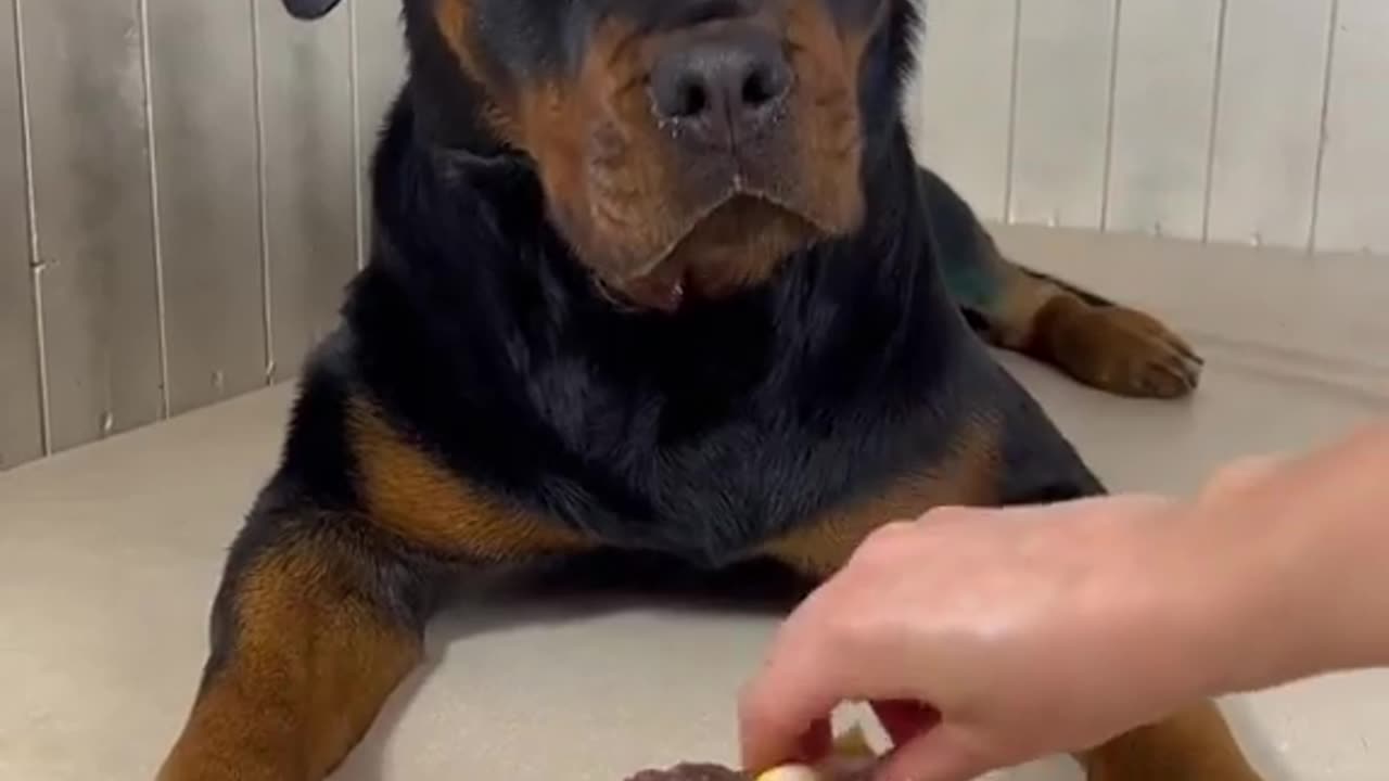 ASMR cute dog eating.😊💖👌