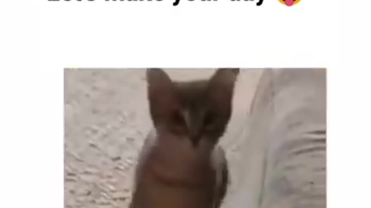 Pets