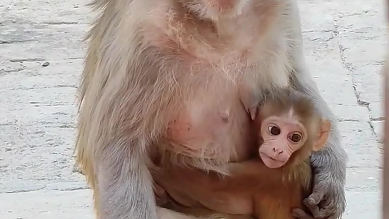 small monkey child love with mother