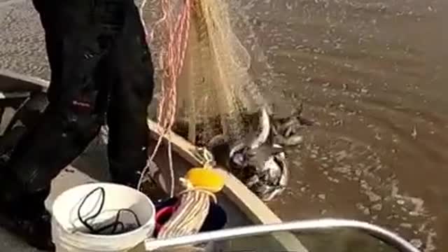 Cast Net Full of Shad