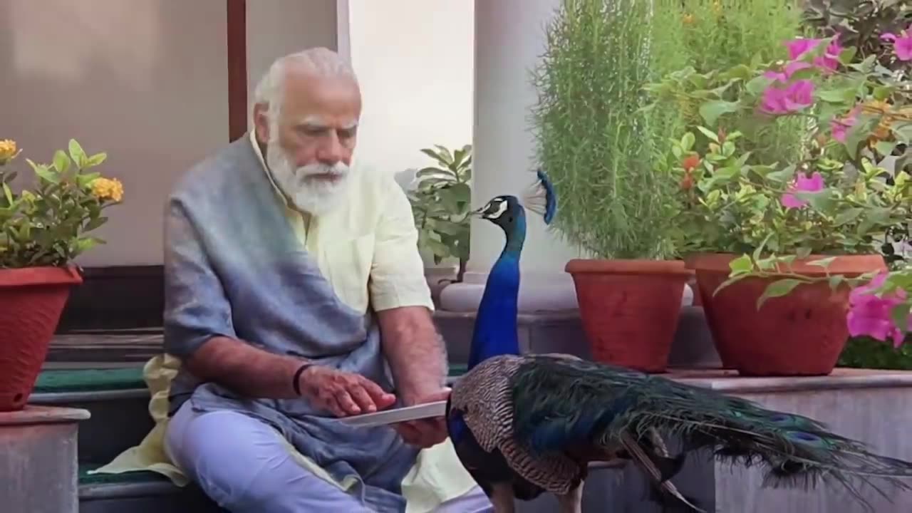 Precious moments : Pm Modi feeding peacock at his residence