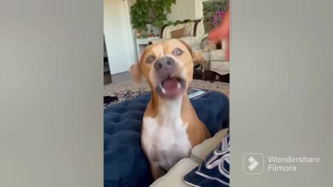 funny behavior of pets that make laugh