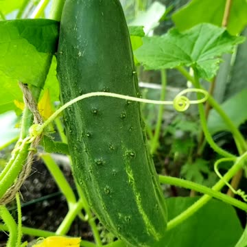 How to grow a lots of Cucumber