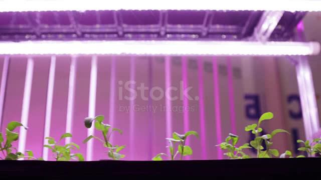 Botanist Lifting Indoor Farming