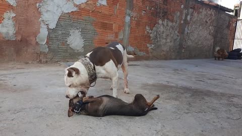 Cachorro é tudo de bom