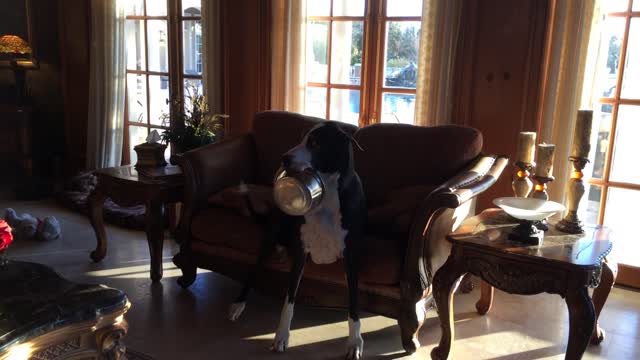 Hungry Great Dane carries food bowl in her mouth