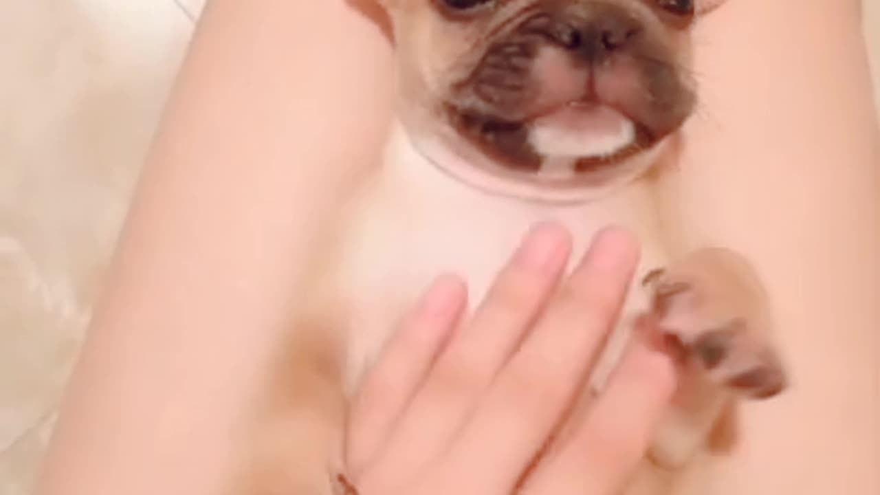 Cute dog 🐕