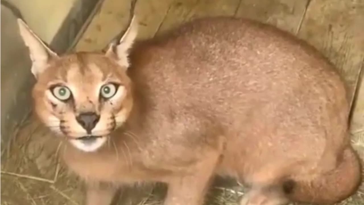 Dangerous Cat.