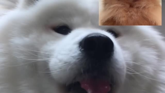 Dog Facetimes Girlfriend