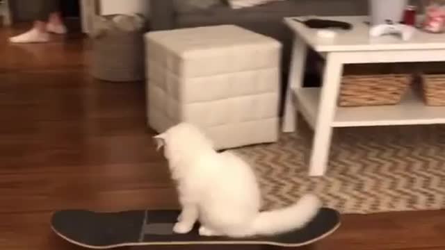 Funny Cat play skateboard