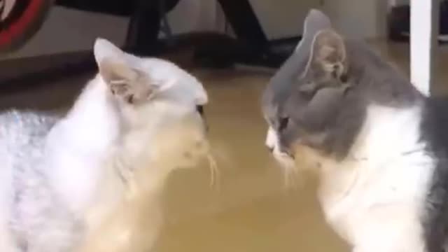 Funniest Moments - Cute and Funny Pet videos | Fun with Bunnies