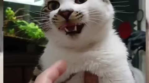 Cute and funny cat video.