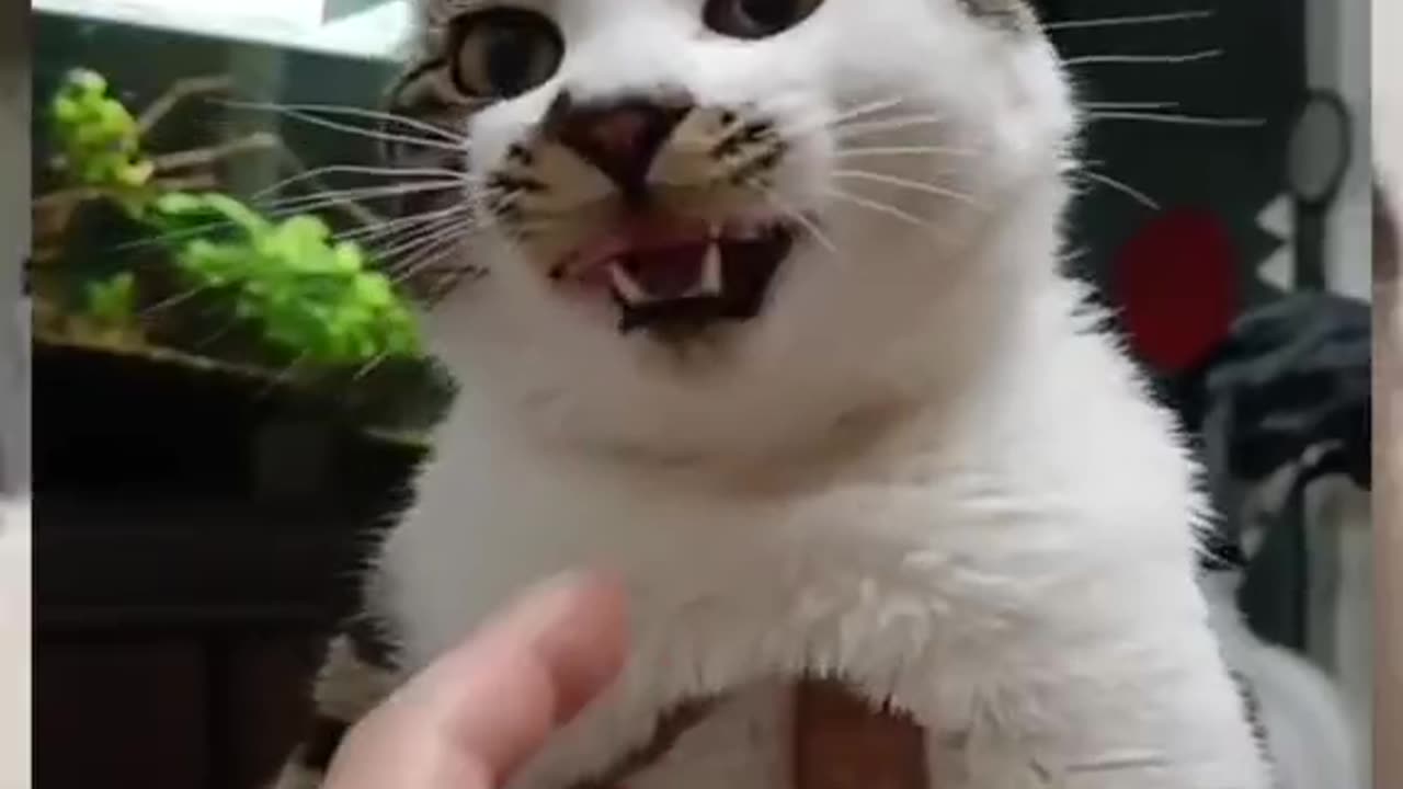Cute and funny cat video.