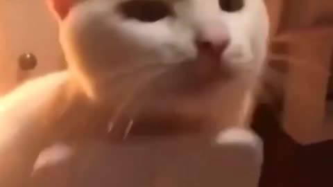 Cat Reaction Funny Video