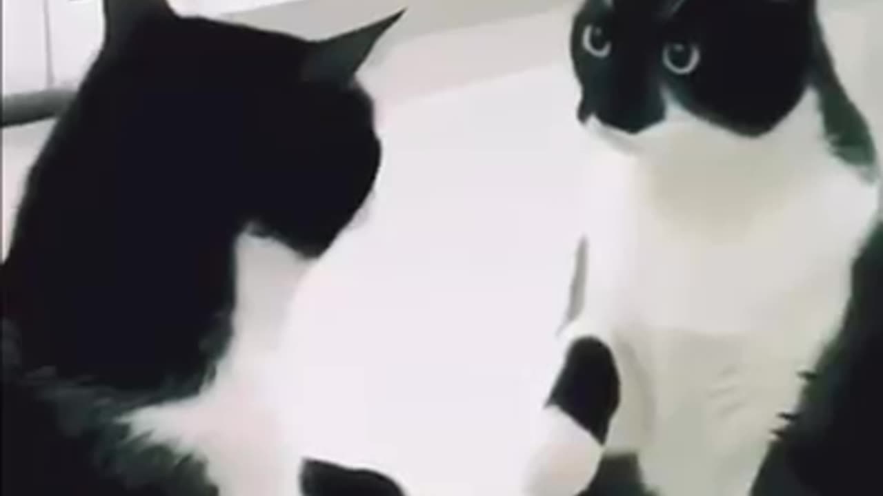 Funny cat video 🤣😅😂