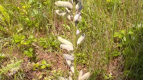 Lupine Seeds