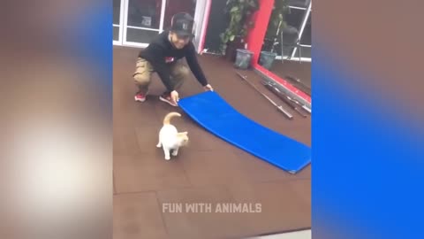 Funny Animal Videos 2023 😂 - Funniest Cats And Dogs Video 😺😍