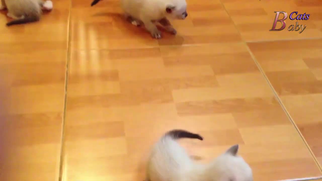 Funny cats _ videos 5 Baby Cats