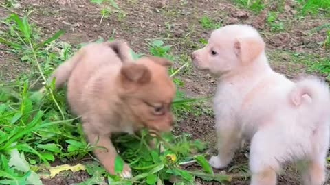 Rabbit with puppy