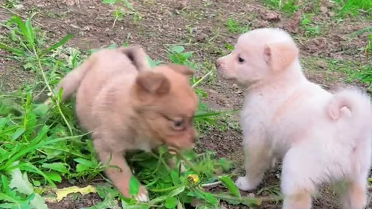 Rabbit with puppy