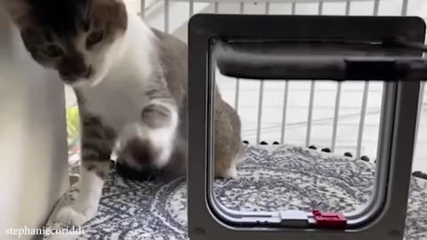 Funniest cat videos 🙀