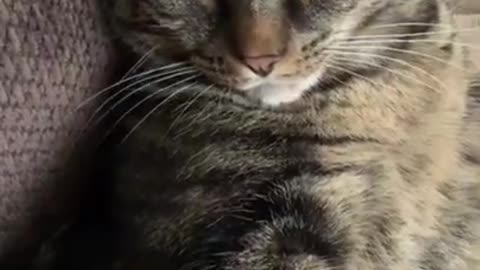 funny animal